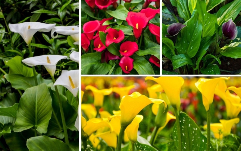 Types of Calla Lily