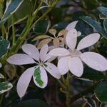 Umbrella-Plant-dwarf