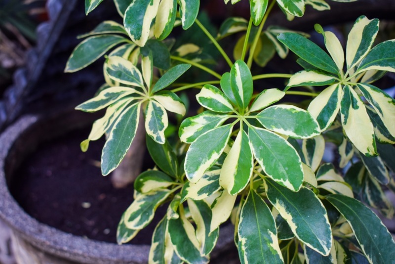 Umbrella-Plant