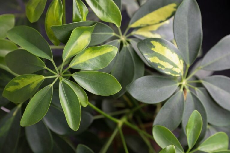 Why Is My Umbrella Plant (Schefflera) Dropping Leaves? Garden Lovers Club