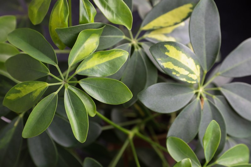 Umbrella-Plants