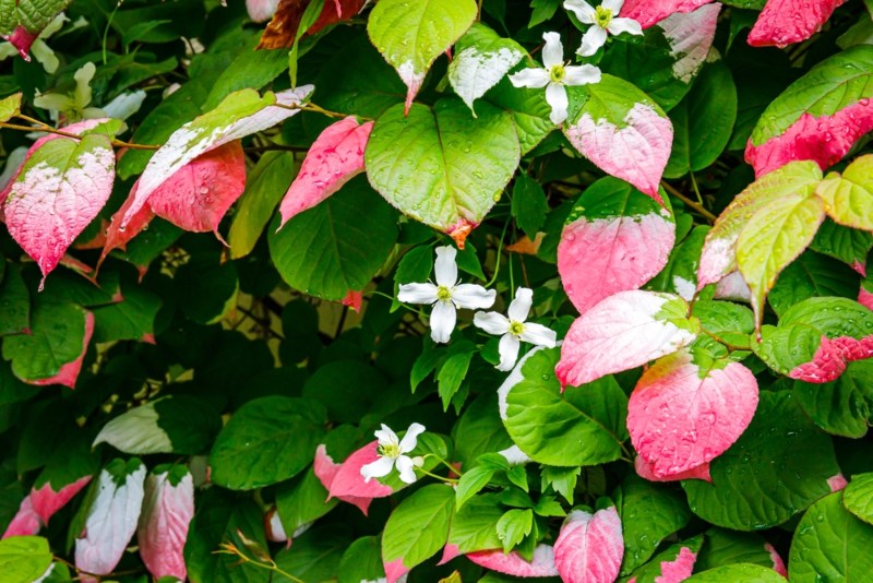 Variegated-Kiwi-Vine