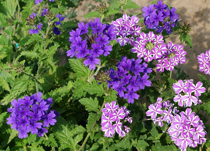 Verbena