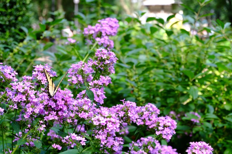 Verbena