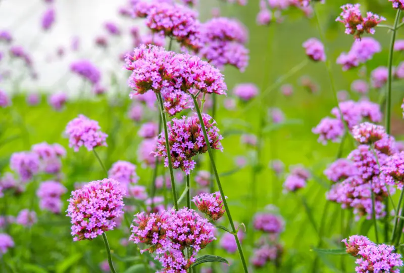 Verbena