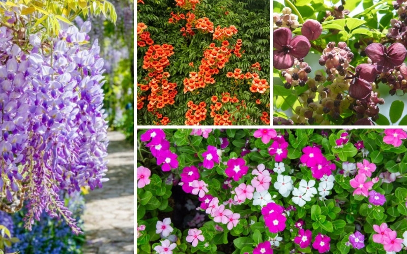 10 Best Vines for Shade in Your Garden