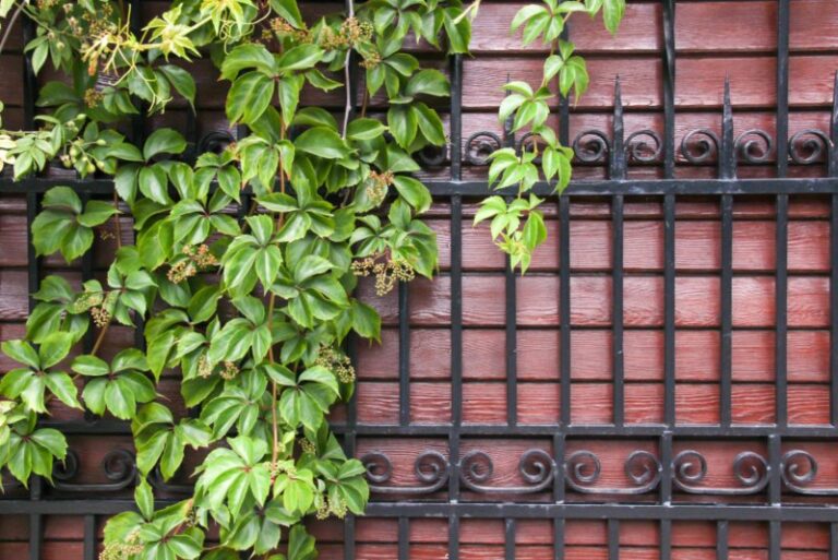 10 Best Vines for Privacy (Plus Care Tips) Garden Lovers Club