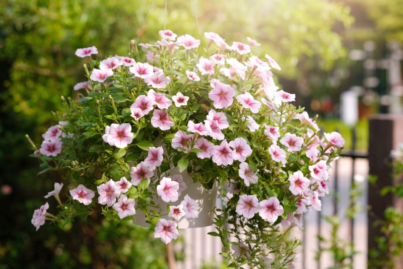 Wave-Petunias