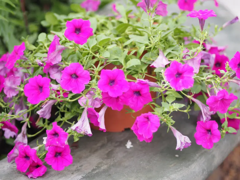 Wave-Petunias