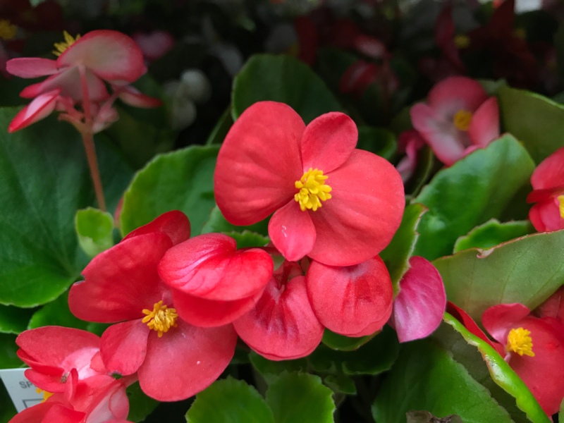 Wax-Begonia