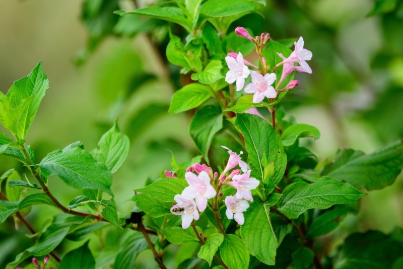 Weigela