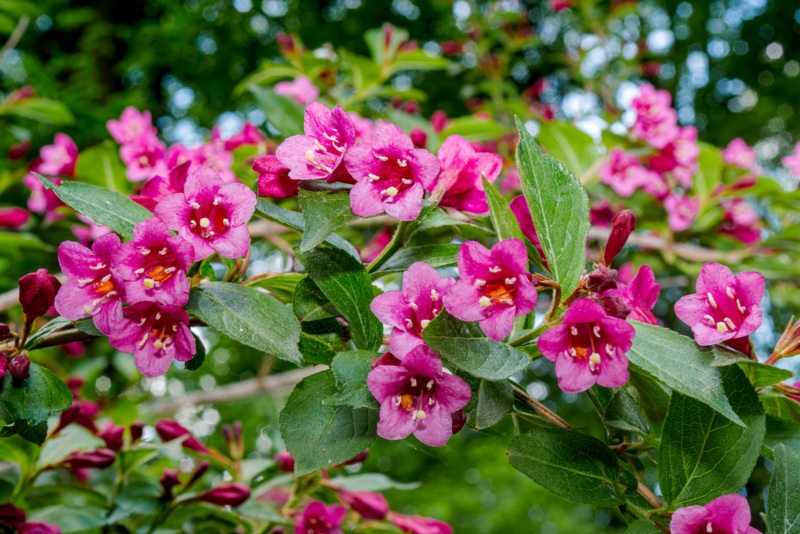 Weigela