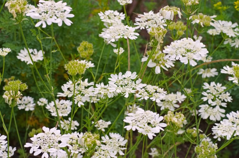 White-Lace-Flower