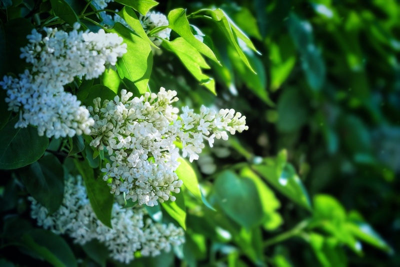 White-Lilac