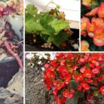 Wilted begonias