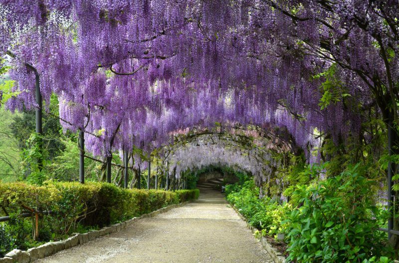 Wisteria