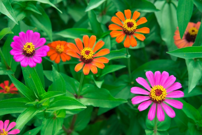 Zinnias