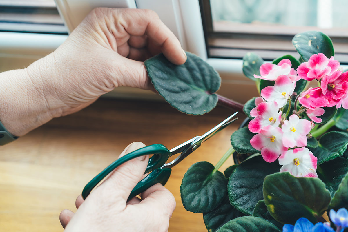 african violets cuttings