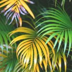 areca palm yellow leaves