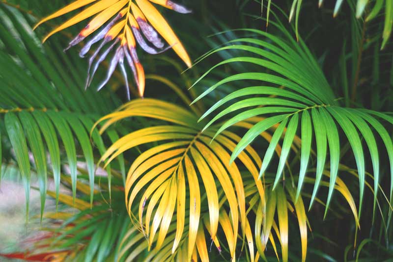 areca palm yellow leaves