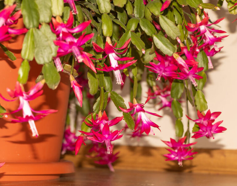 How to Get my Christmas Cactus to Bloom? (Easy) Garden Lovers Club