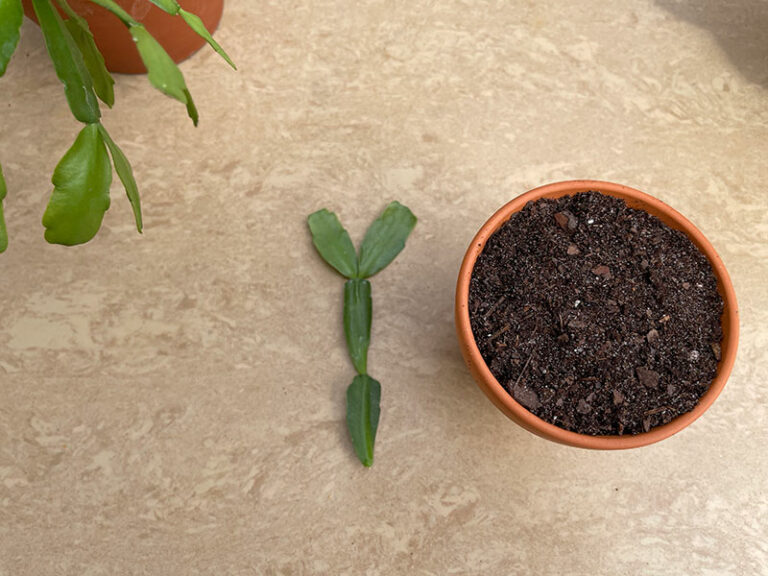How to Plant Christmas Cactus Cuttings? Garden Lovers Club