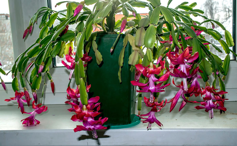 christmas cactus blooming