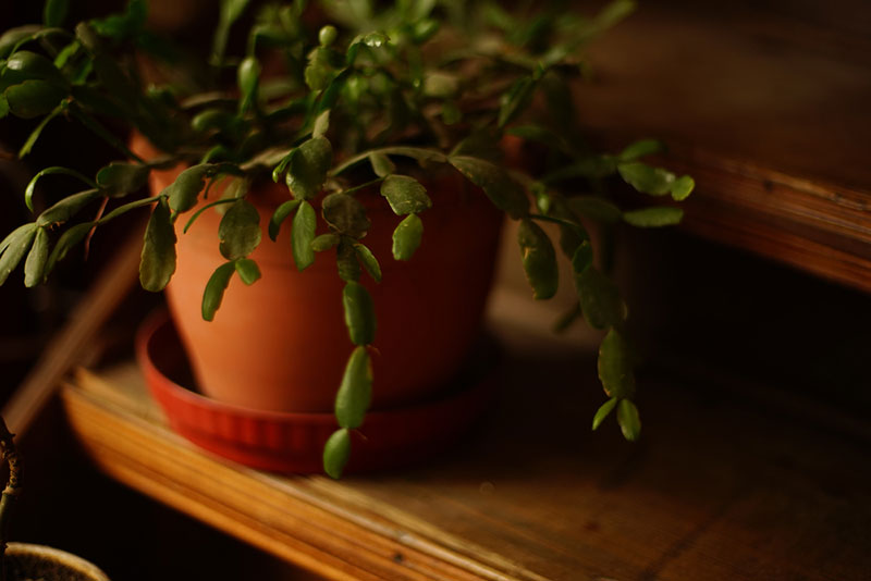 christmas cactus in dark room