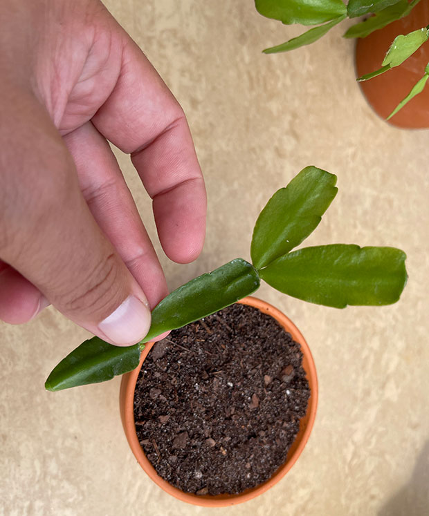 Christmas Cactus Stem