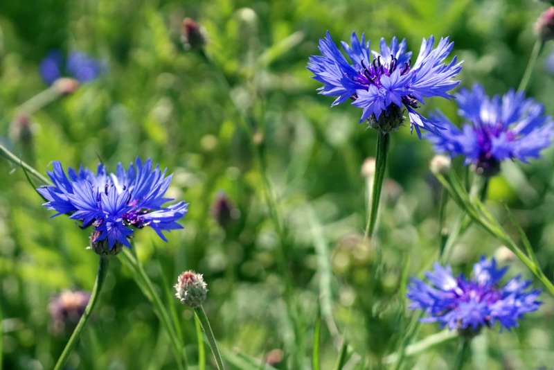 cornflower