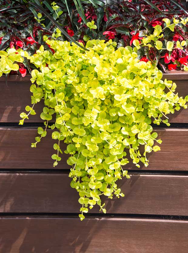 creeping jenny