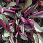 curled calathea