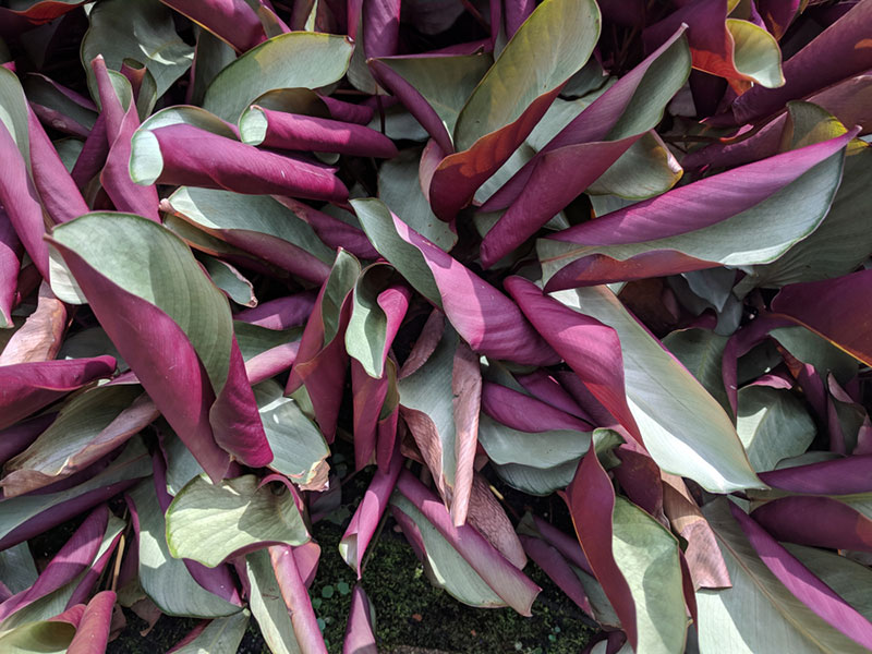 curled calathea