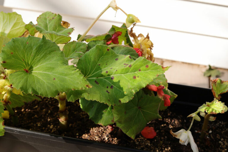 Why Is My Begonia Wilting? (SOLVED) Garden Lovers Club