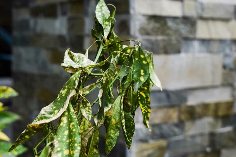 Why Is My Croton Dropping Leaves? Garden Lovers Club