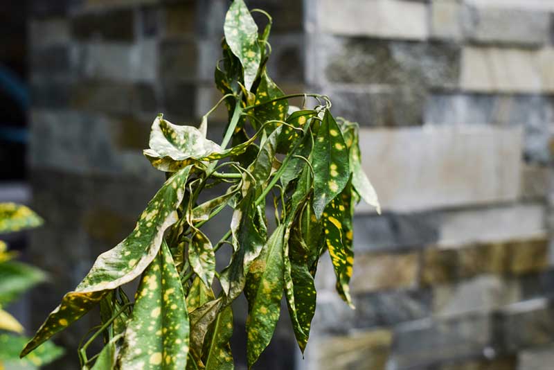 drooping croton