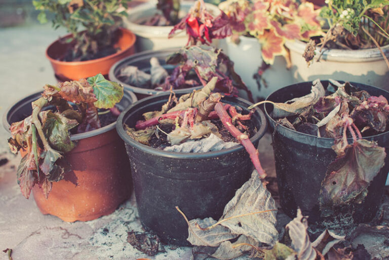 Why Is My Begonia Wilting? (SOLVED) Garden Lovers Club
