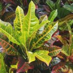 healthy croton