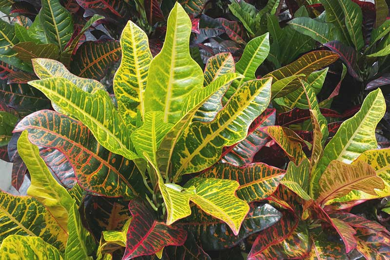 healthy croton