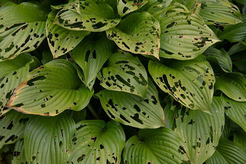 holes in hostas