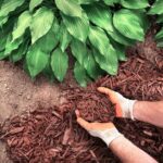 hosta getting mulch