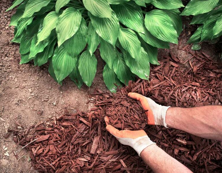 Choosing the Right Mulch for Windy Areas Garden Lovers Club