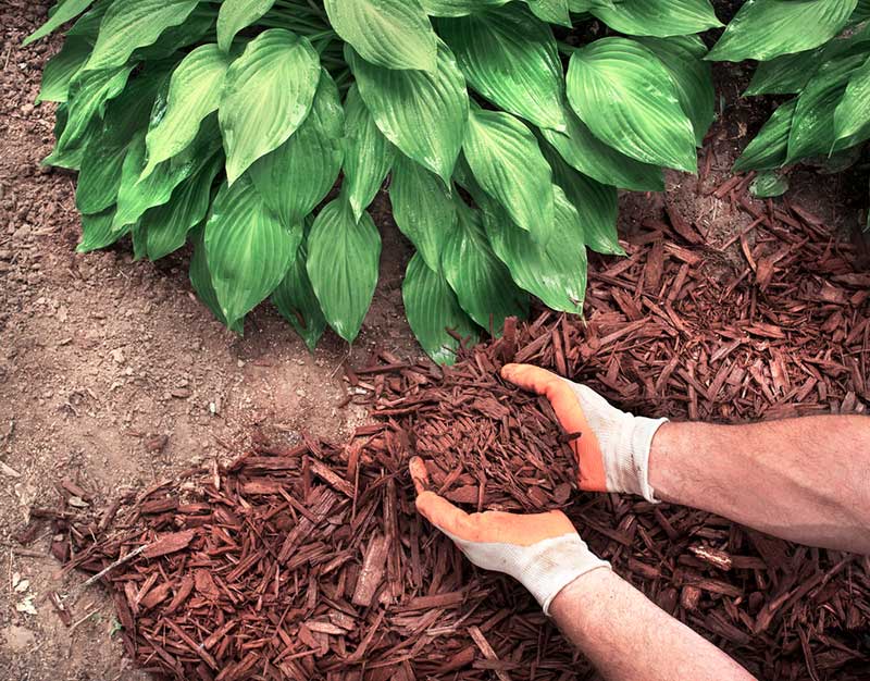 hosta getting mulch