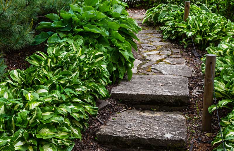 hostas path