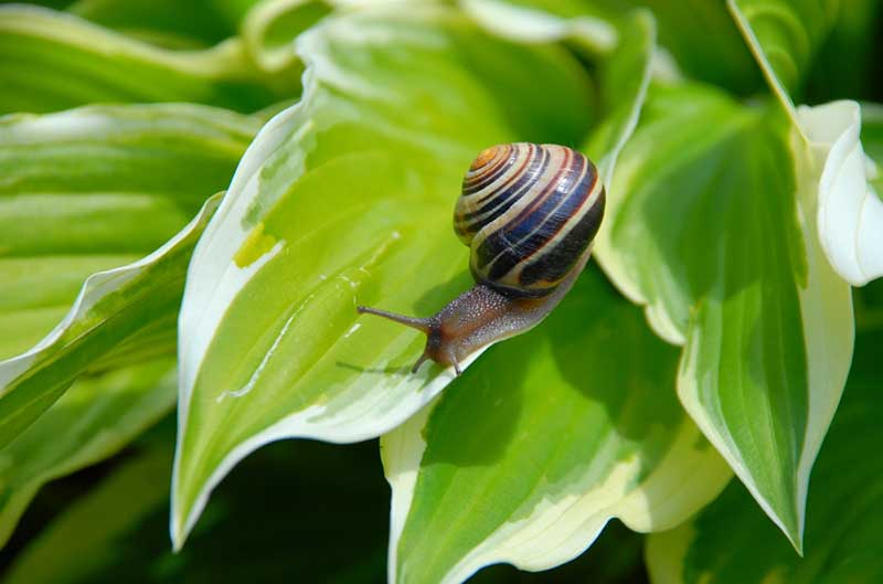 hostas snail