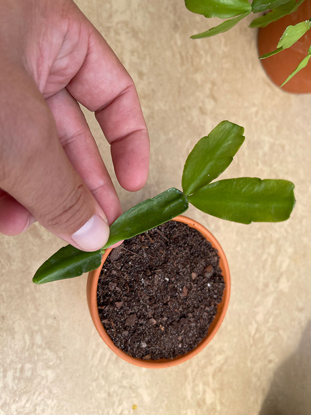 How to Plant Christmas Cactus Cuttings?