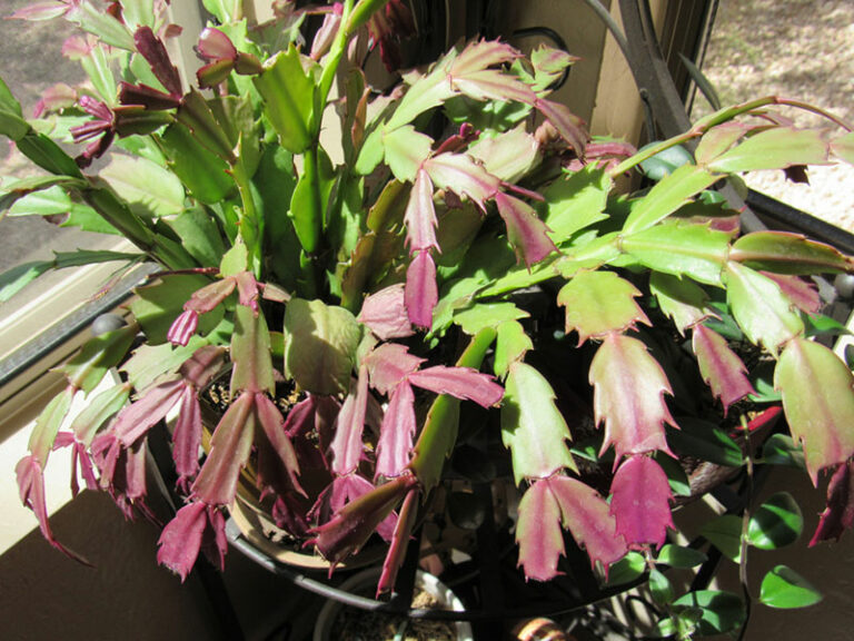 Why Are My Christmas Cactus Leaves Turning Purple? Garden Lovers Club
