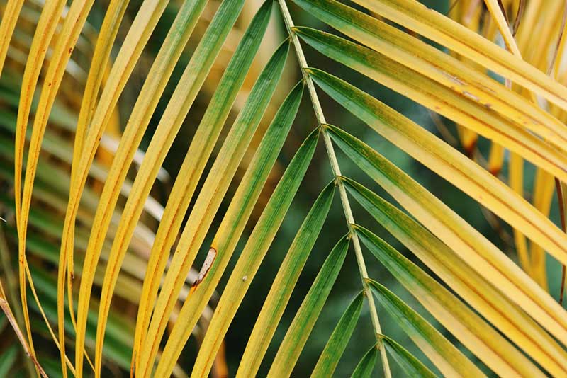 yellow palm leaves