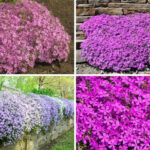 Creeping Phlox