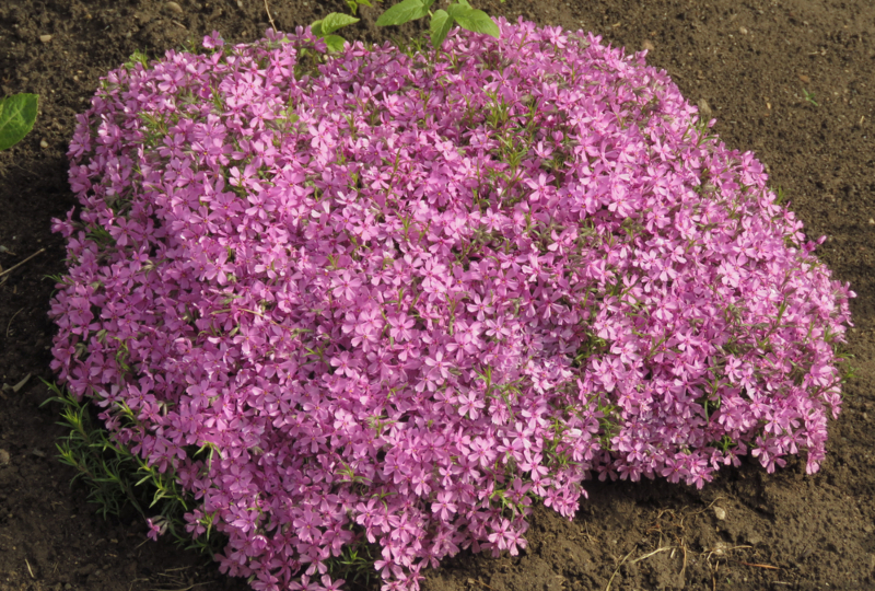 Creeping-Phlox